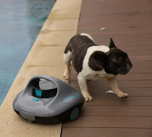 A dog is surrounding the talosbo pool robot at the pool